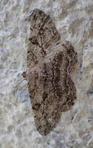 Réf. 209 298 : Peribatodes rhomboidaria